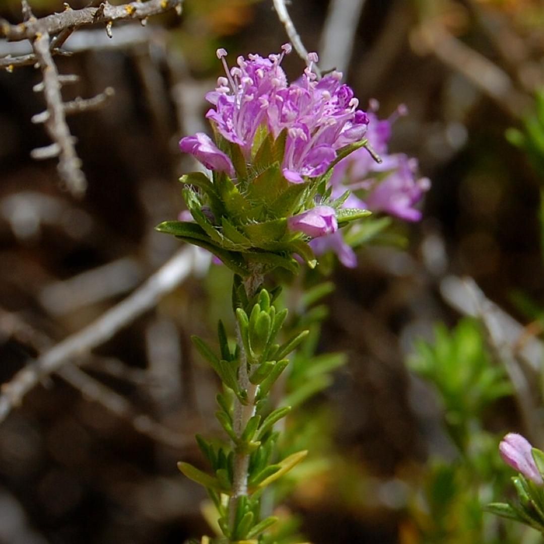 Tomilho selvagem - The Art of Tasting Portugal