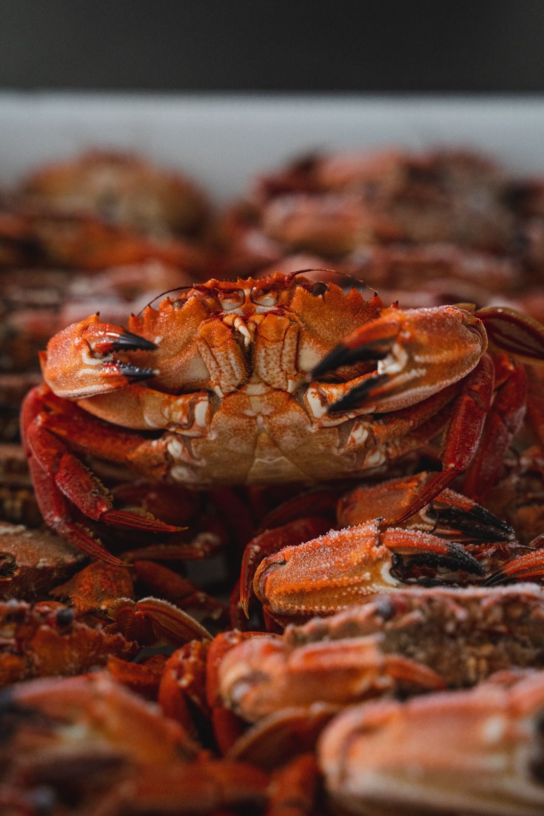 Velvet crab The Art of Tasting Portugal